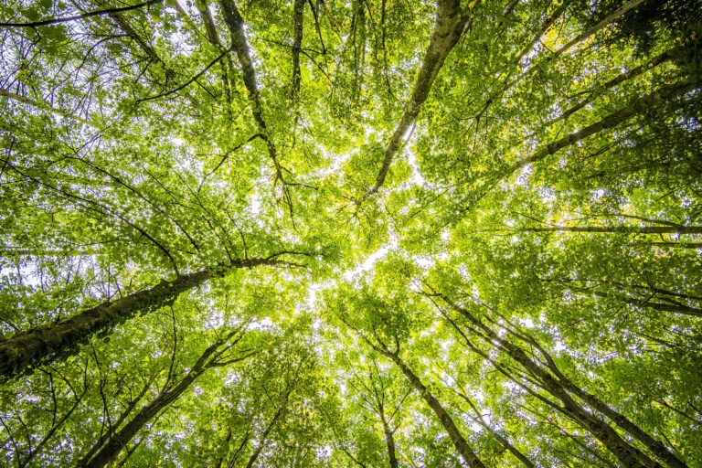 reduce your carbon footprint